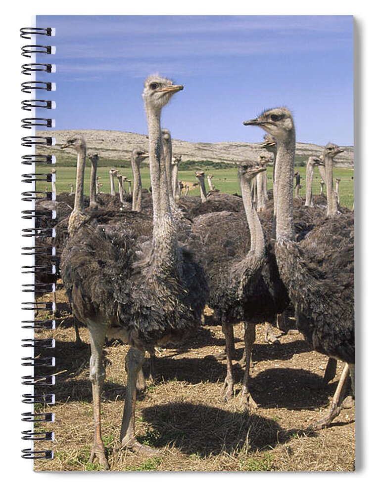 Feb0514 Spiral Notebook featuring the photograph Ostrich Females South Africa by Gerry Ellis