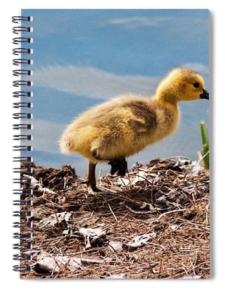 Gosling Spiral Notebook featuring the photograph Out for a Walk Panorama by Vivian Christopher