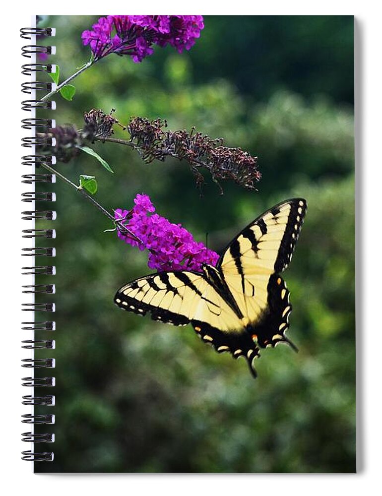 Butterfly Spiral Notebook featuring the photograph Out Of Bounds by Judy Wolinsky