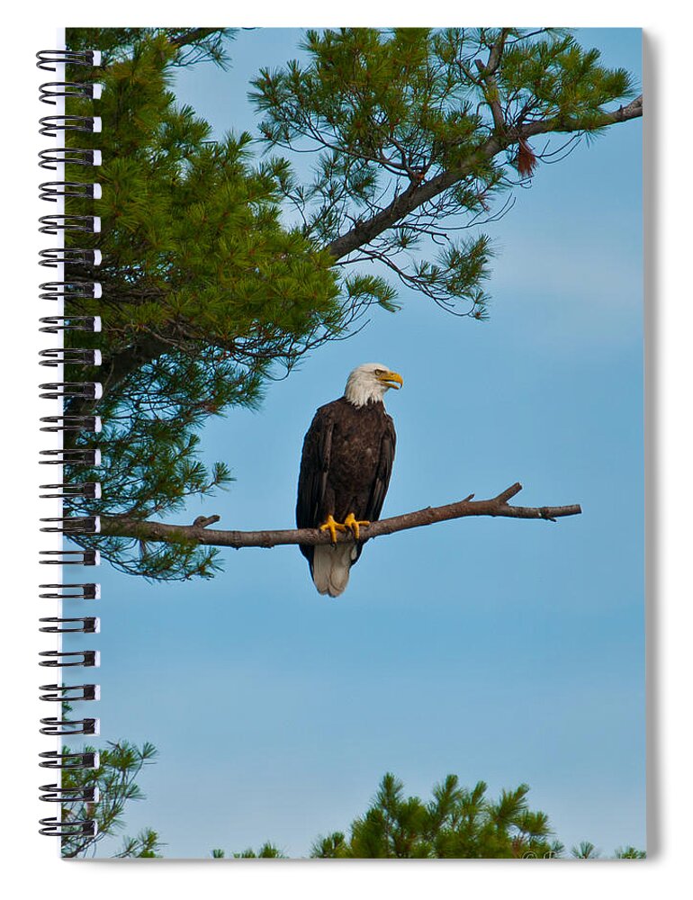 Bald Eagle Spiral Notebook featuring the photograph Out on a Limb by Brenda Jacobs