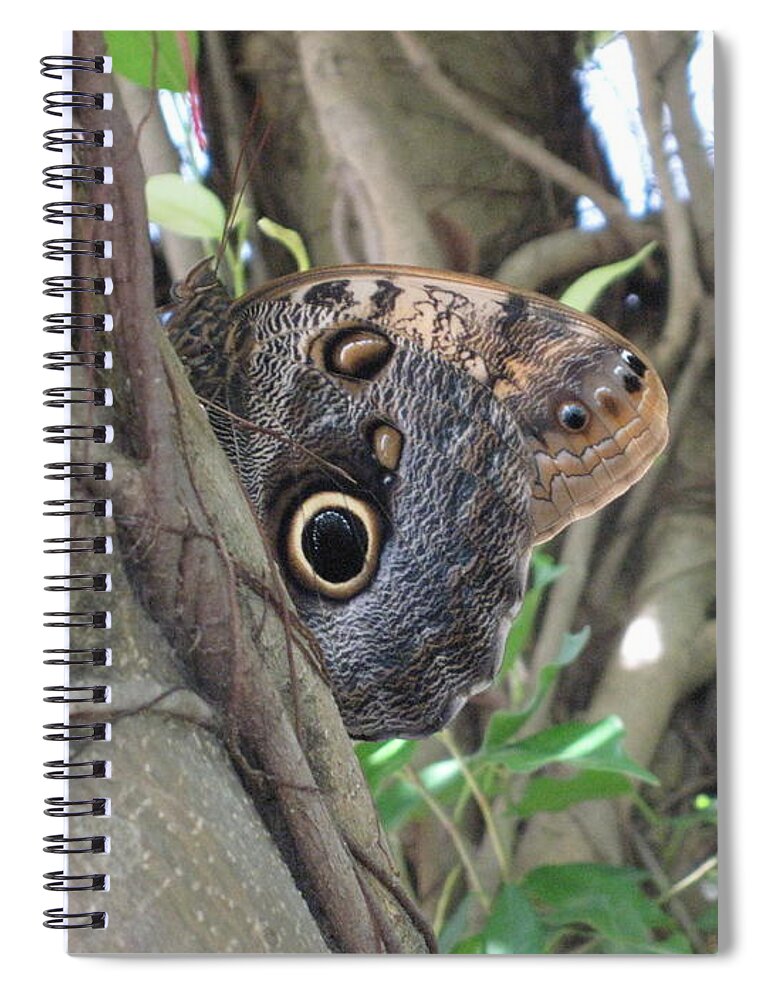 Owl Butterfly In Hiding. Hevi Fineart Spiral Notebook featuring the photograph Owl Butterfly in Hiding by HEVi FineArt