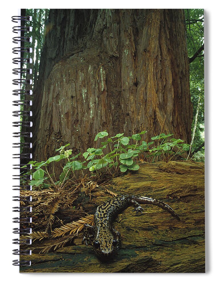 Feb0514 Spiral Notebook featuring the photograph Pacific Giant Salamander In Redwoods by Larry Minden