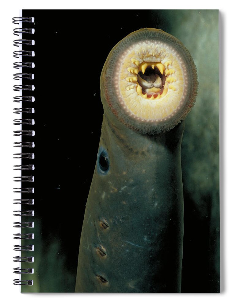 Animal Spiral Notebook featuring the photograph Pacific Lamprey by Rondi Church