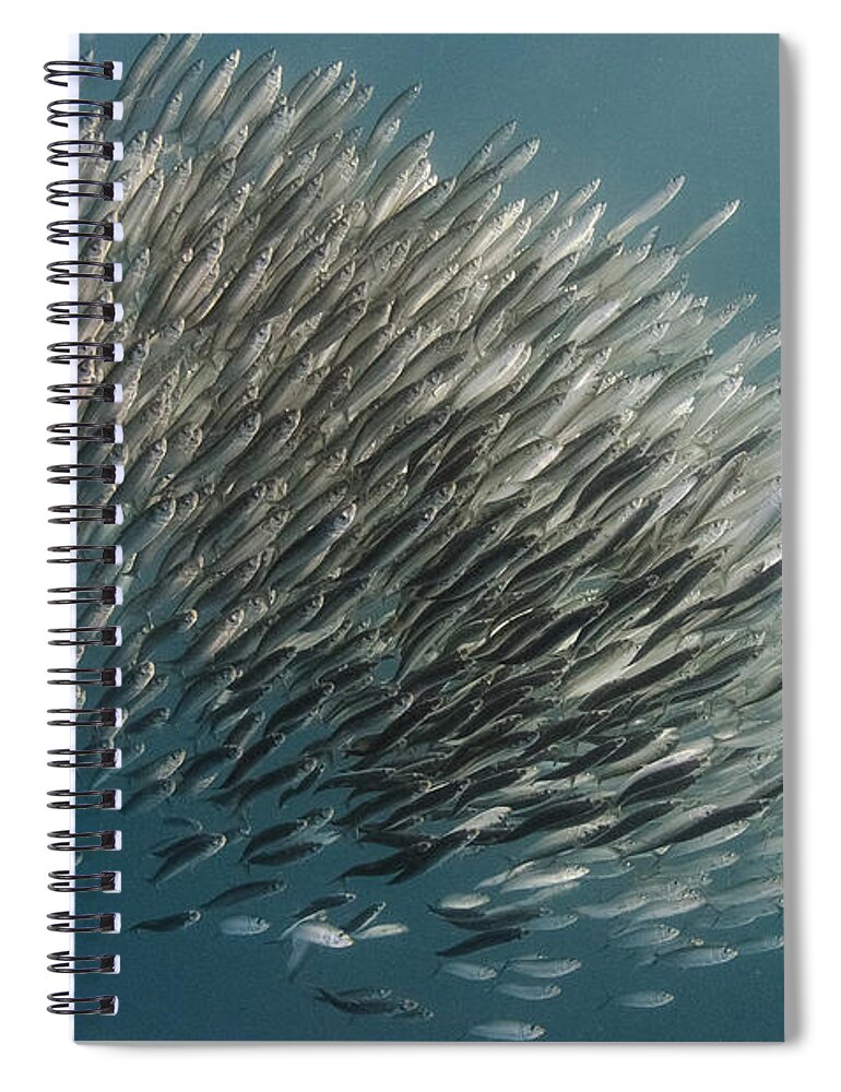 Feb0514 Spiral Notebook featuring the photograph Pacific Sardine Baitball South Africa by Pete Oxford
