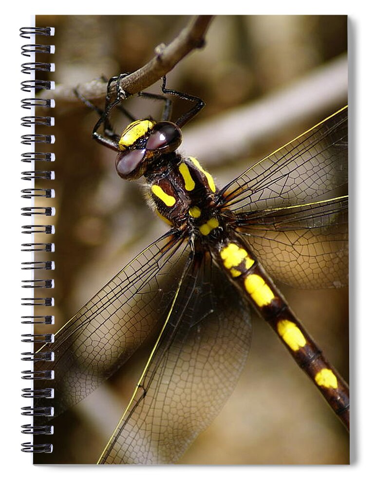 Dragonflies Spiral Notebook featuring the photograph Pacific Spiketail Dragonfly on Mt Tamalpais 2 by Ben Upham III