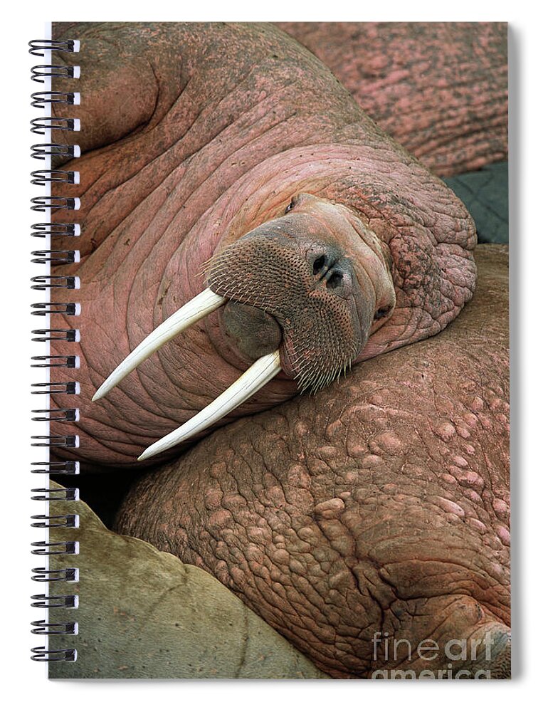 00344073 Spiral Notebook featuring the photograph Bull Walrus on Round Island by Yva Momatiuk and John Eastcott
