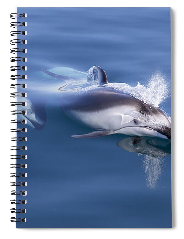 534186 Spiral Notebook featuring the photograph Pacific White-sided Dolphins Surfacing by Richard Herrmann