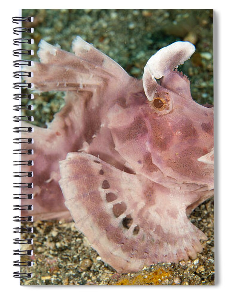 Flpa Spiral Notebook featuring the photograph Paddle-flap Scorpionfish Lembeh Straits by Colin Marshall