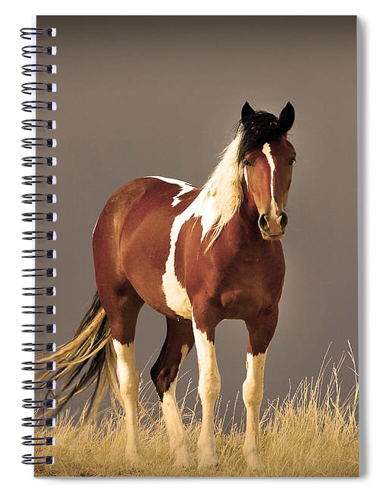 Wild Mustangs Spiral Notebook featuring the photograph Paint Filly Wild Mustang Sepia Sky by Rich Franco