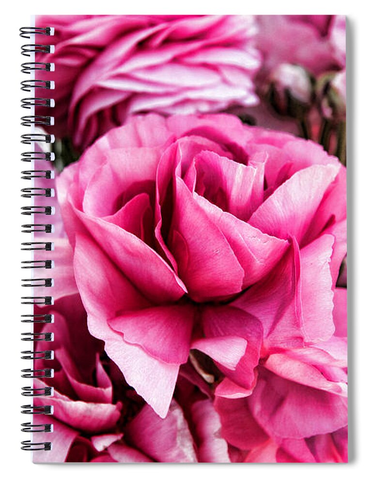 Ranunculus Spiral Notebook featuring the photograph Paint Me Pink Ranunculus Flowers By Diana Sainz by Diana Raquel Sainz
