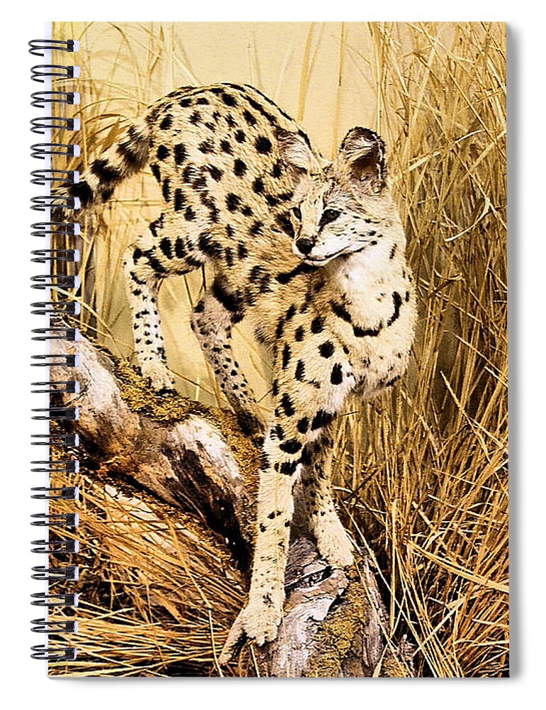 Cheetah Spiral Notebook featuring the photograph Painted Cheetah by Kristin Elmquist