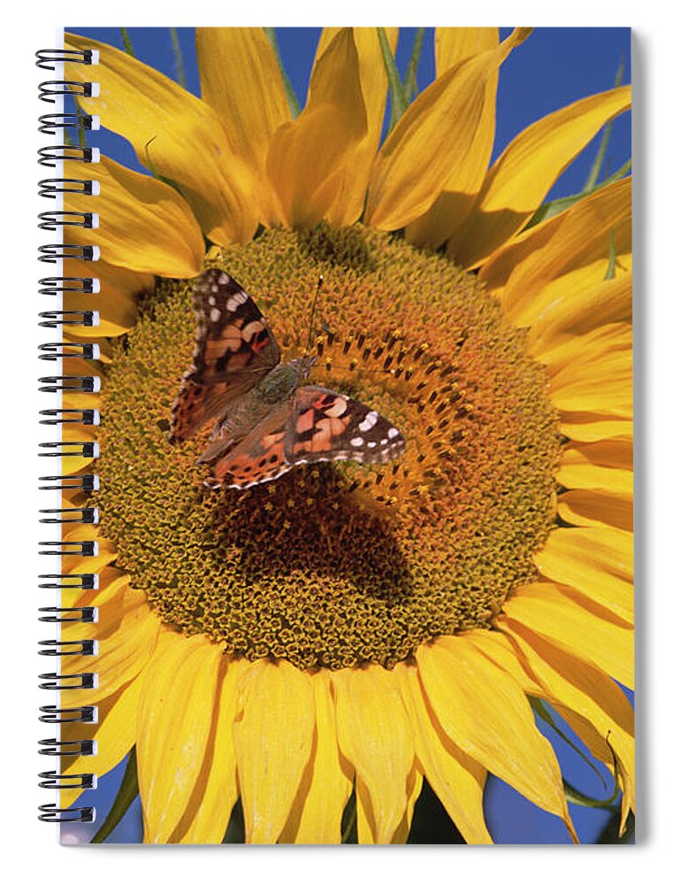 Feb0514 Spiral Notebook featuring the photograph Painted Lady On Sunflower New Mexico by Tim Fitzharris