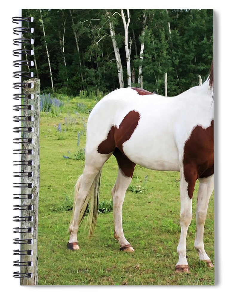 Pony Spiral Notebook featuring the photograph Painted Pony by Barbara McMahon