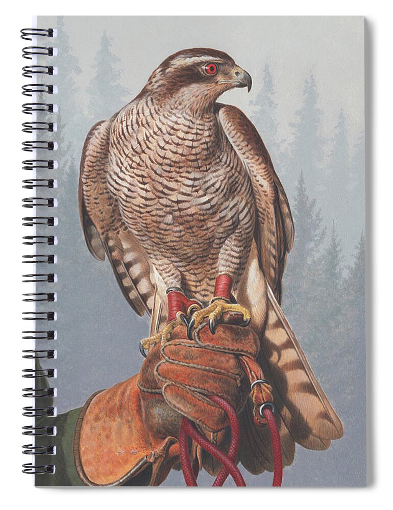 Acrylic Painting Spiral Notebook featuring the photograph Painting Of Goshawk Perched by Ikon Images