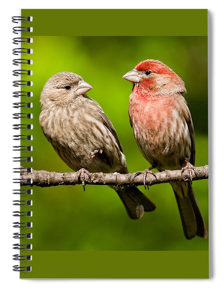 Affectionate Spiral Notebook featuring the photograph Pair of House Finches in a Tree by Jeff Goulden