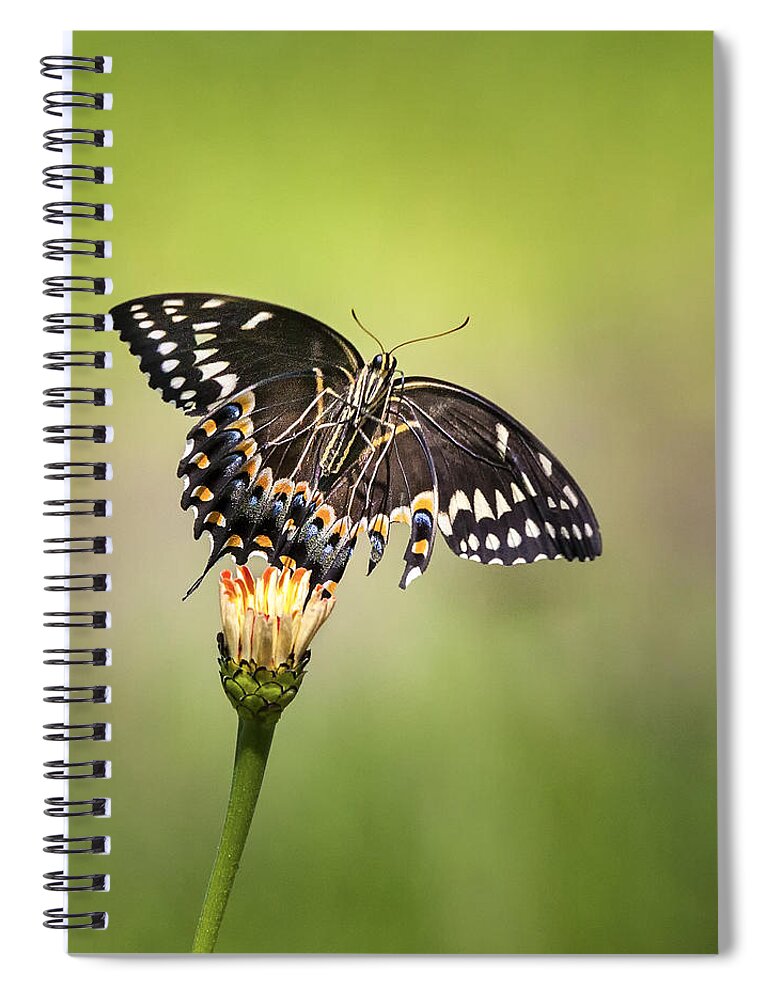 Butterfly Spiral Notebook featuring the photograph Palamedes Swallowtail Butterfly Belly by Jo Ann Tomaselli