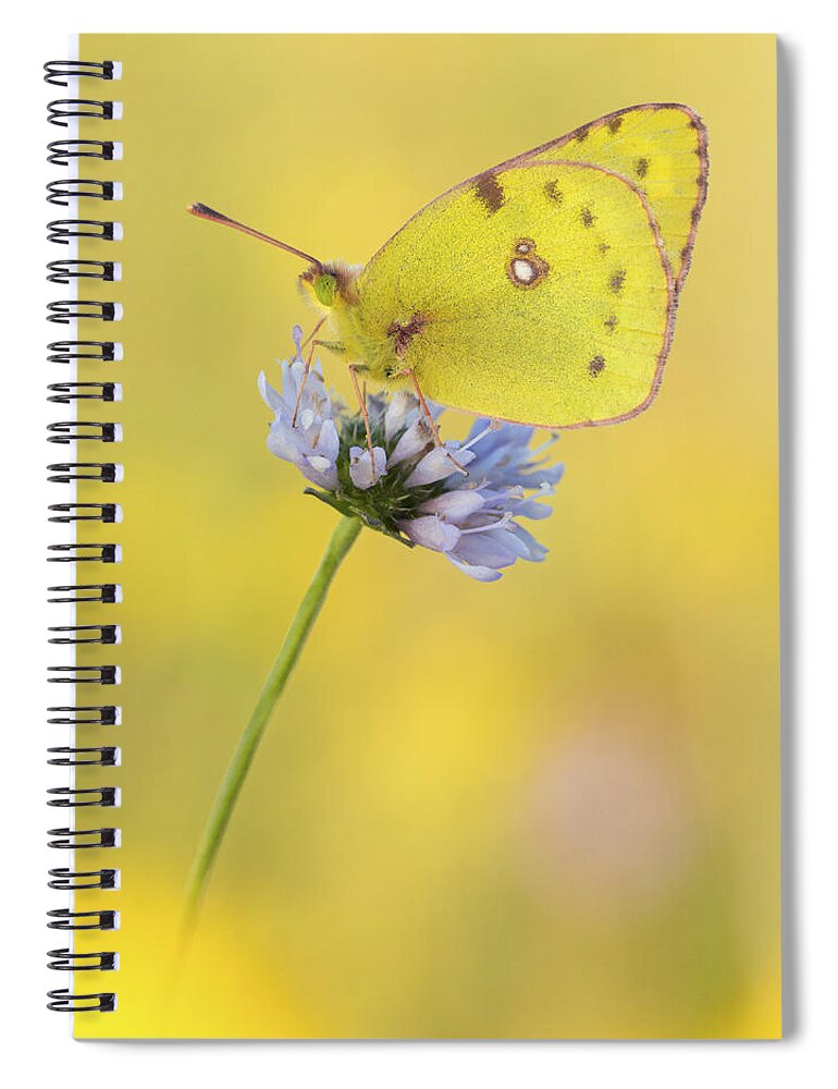 Nis Spiral Notebook featuring the photograph Pale Clouded Yellow Butterfly On Flower by Arik Siegel