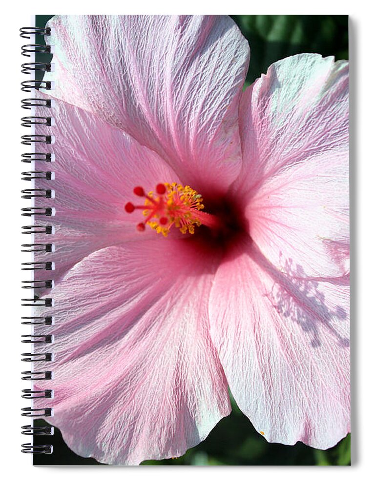 Pale Pink Hibiscus Spiral Notebook featuring the photograph Pale Pink Hibiscus by Kathy White