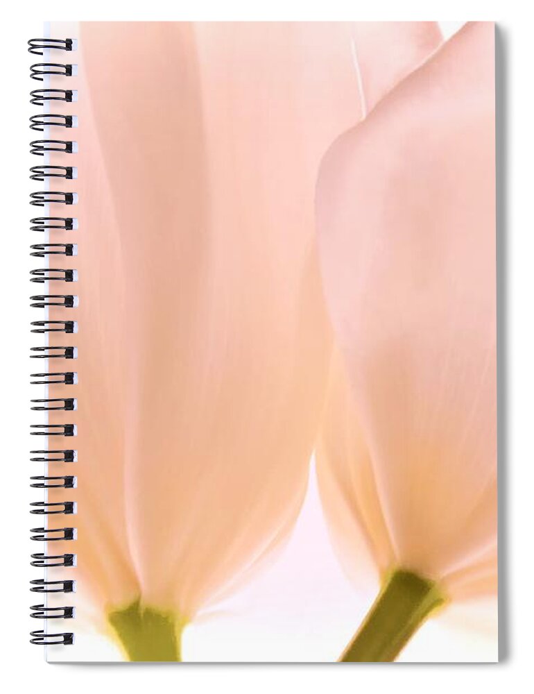 Flowers Spiral Notebook featuring the photograph Pale Pink Tulips with Vignette by Phyllis Meinke