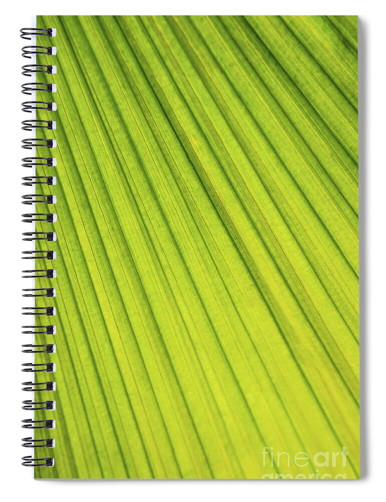 Palm Spiral Notebook featuring the photograph Palm tree leaf abstract by Elena Elisseeva