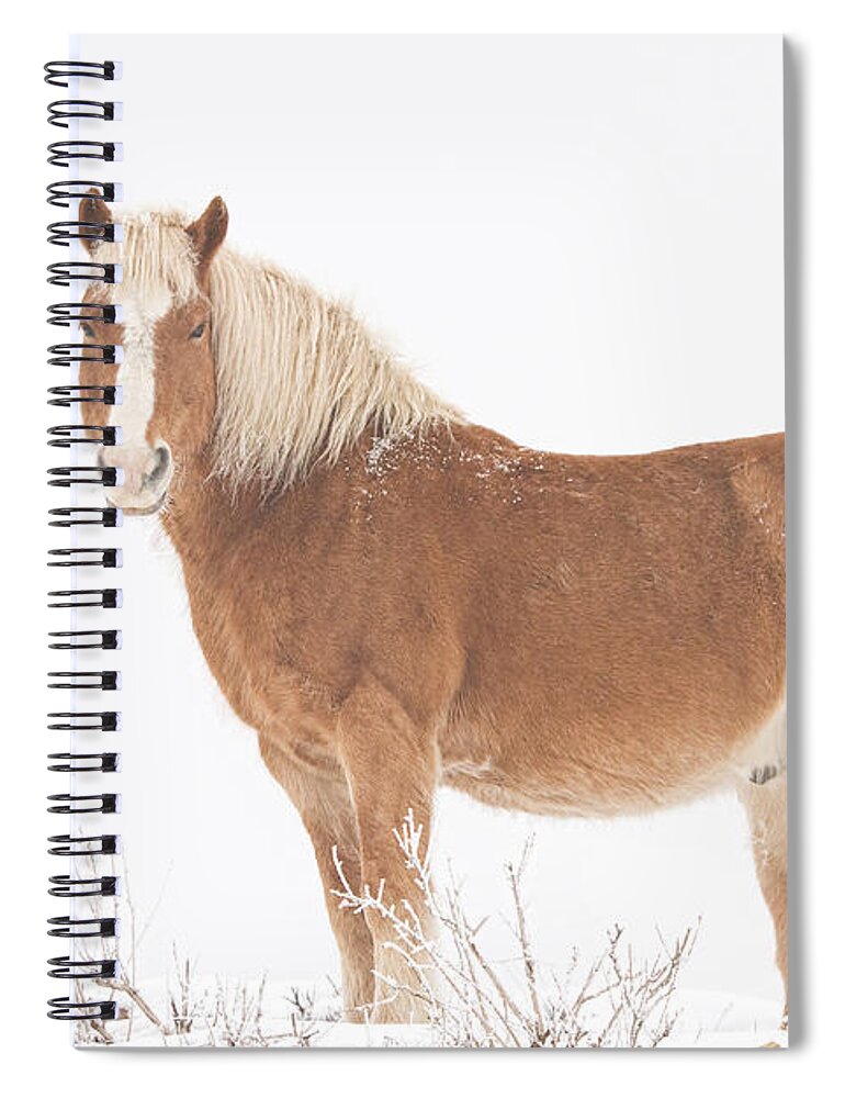 Palomino Spiral Notebook featuring the photograph Palomino Horse in the Snow by James BO Insogna