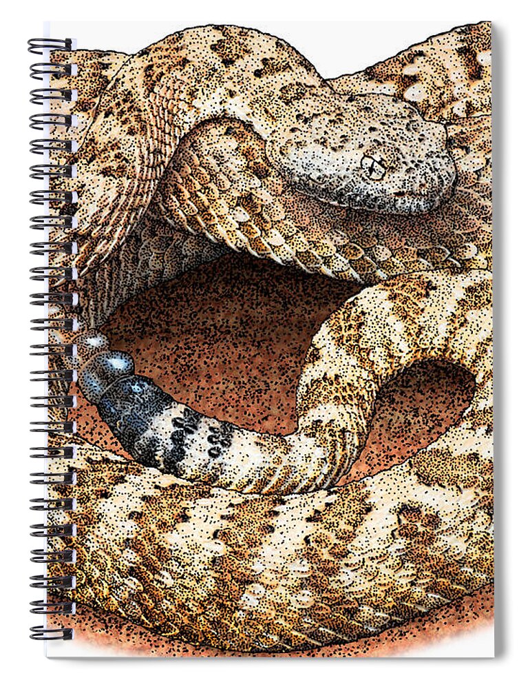 Panamint Rattlesnake Spiral Notebook featuring the photograph Panamint Rattlesnake, Illustration by Roger Hall