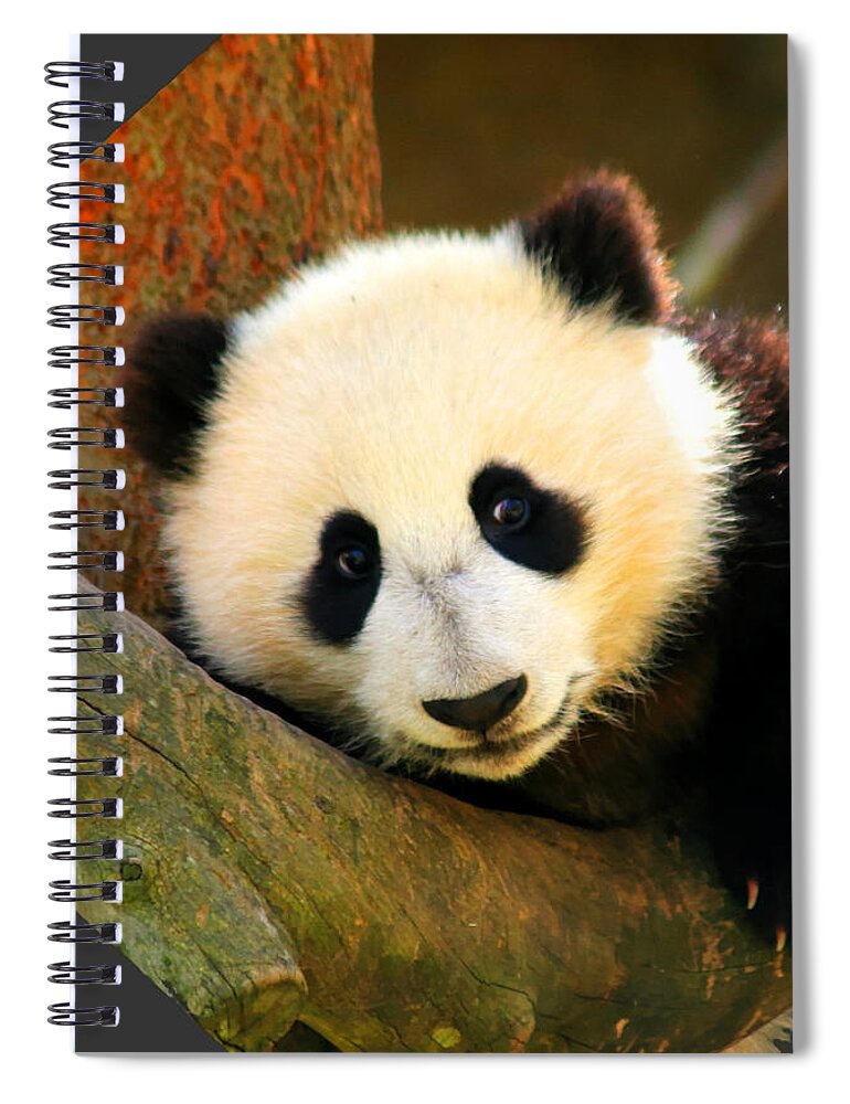 San Diego Zoo Spiral Notebook featuring the photograph Panda Bear Baby Love by Tap On Photo