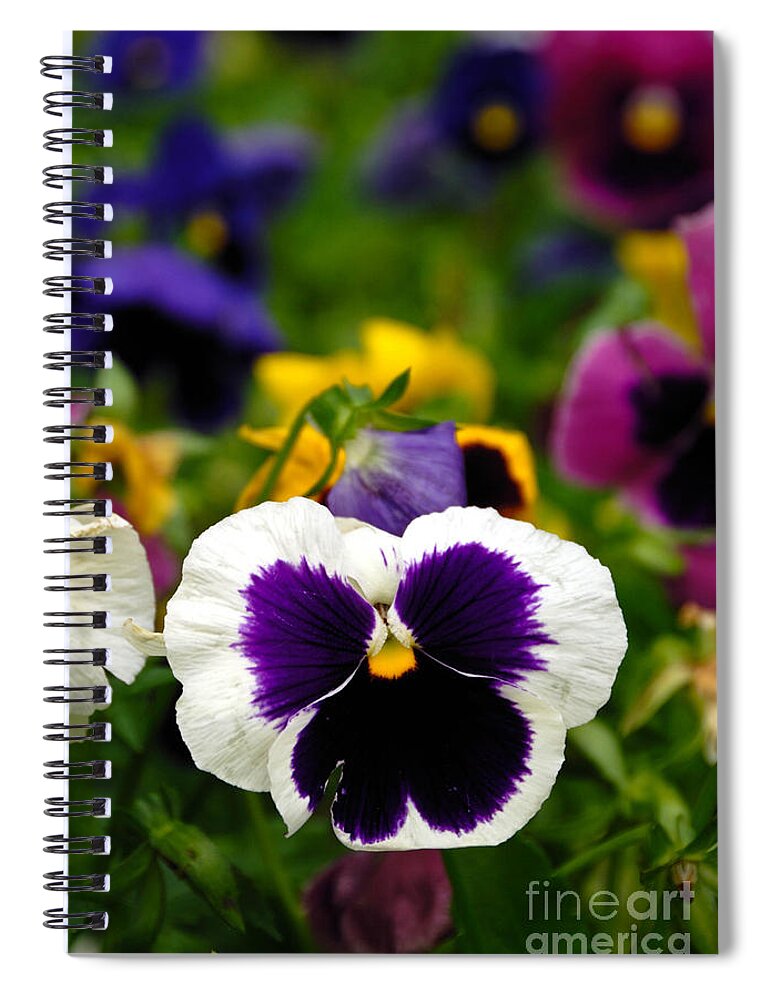 Colorful Spiral Notebook featuring the photograph Pansies by Amy Cicconi
