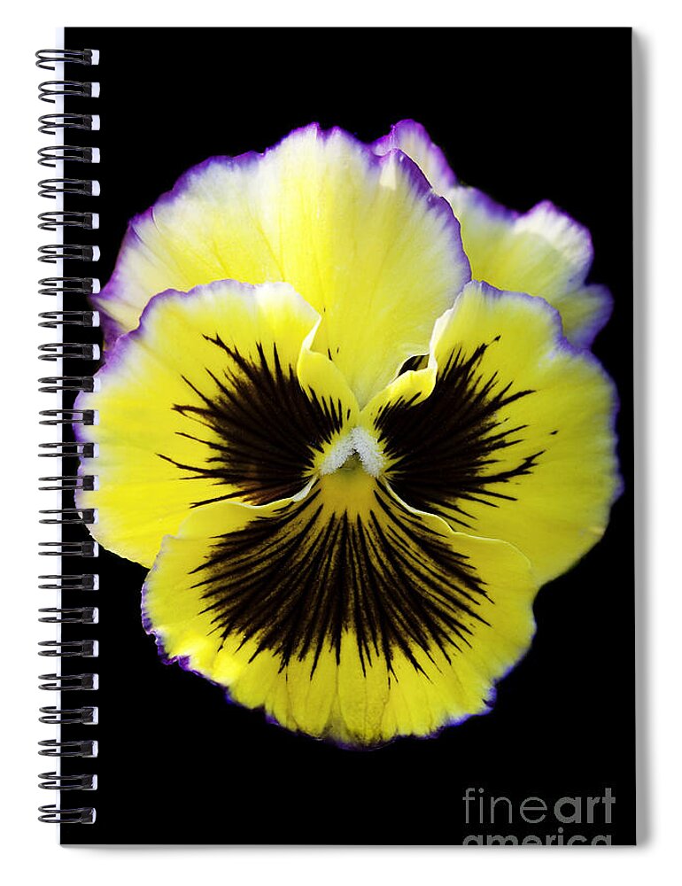Pansy Spiral Notebook featuring the photograph Pansy by Patty Colabuono