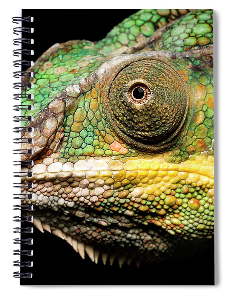 Eyesight Spiral Notebook featuring the photograph Panther Chameleon Profile by Jonathan Knowles