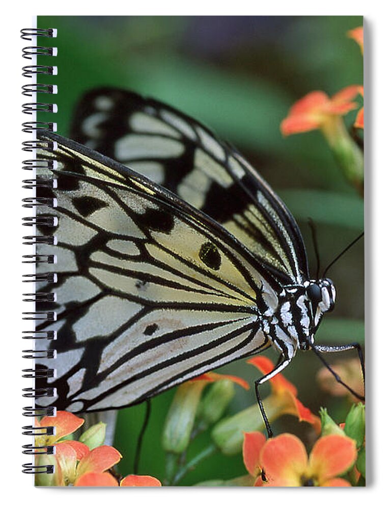 Butterfly Spiral Notebook featuring the photograph Paper Kite Butterfly by Ginny Barklow