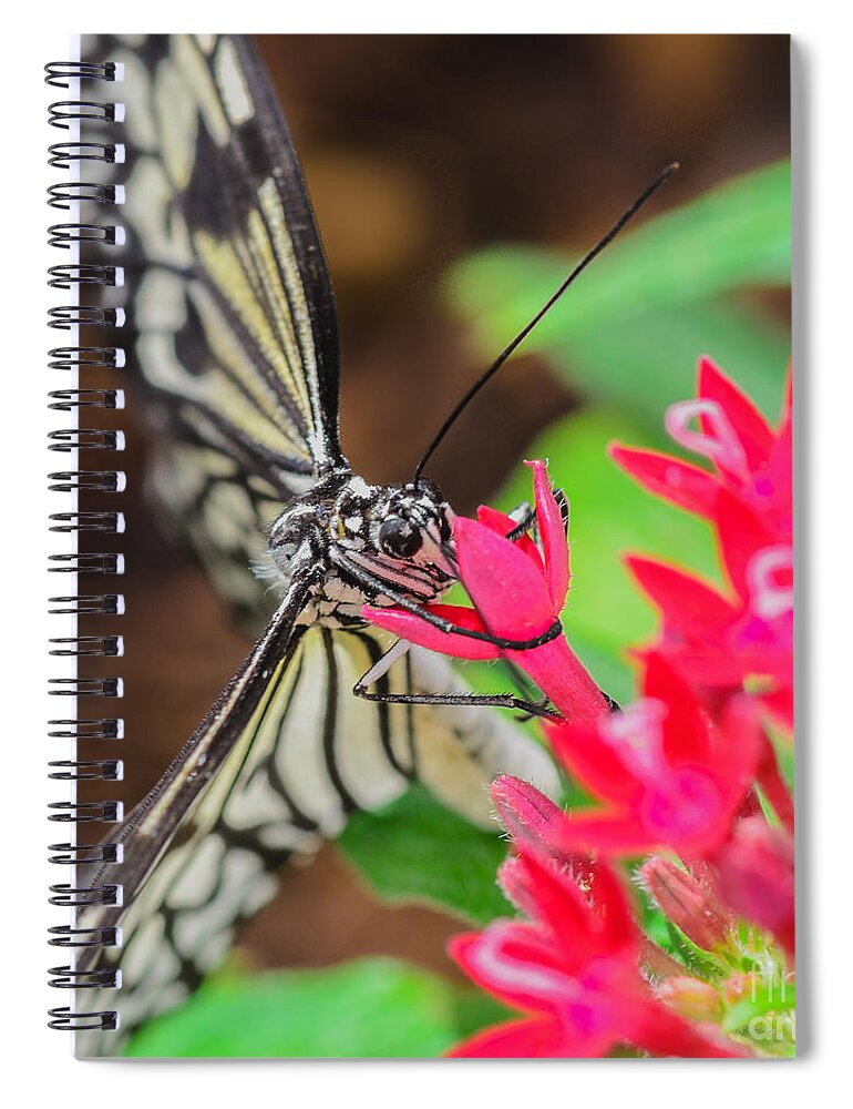 Butterfly On Flower Spiral Notebook featuring the photograph Paper Kite Butterfly on Flower by Tamara Becker