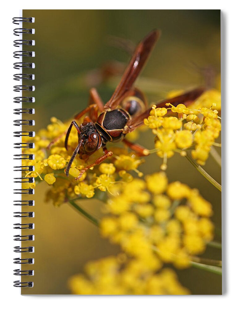 Wasp Spiral Notebook featuring the photograph Paper Wasp by Juergen Roth