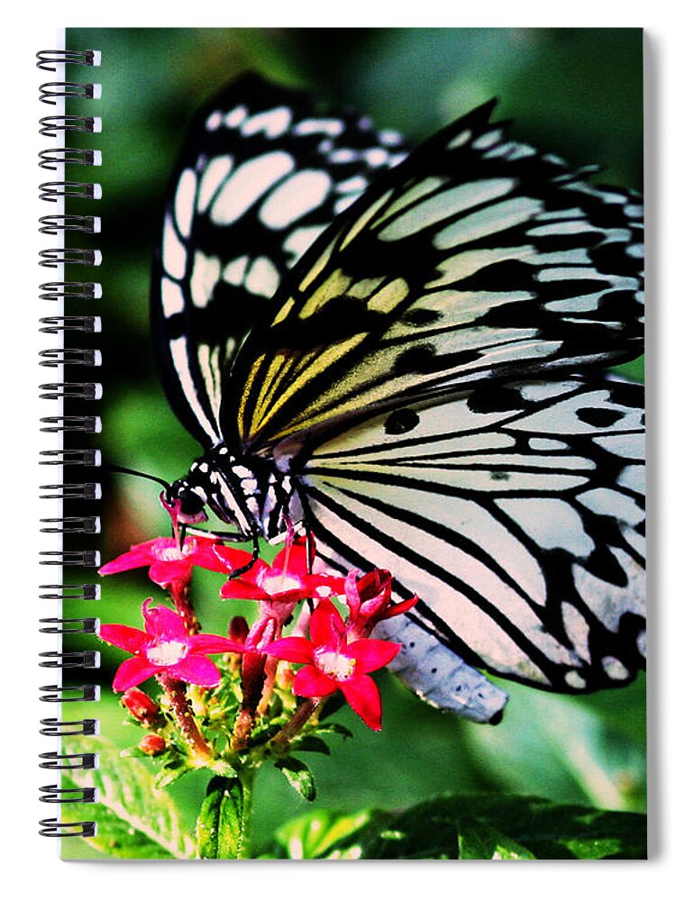 Butterfly House Spiral Notebook featuring the photograph Paper White Butterfly by Sandra Clark