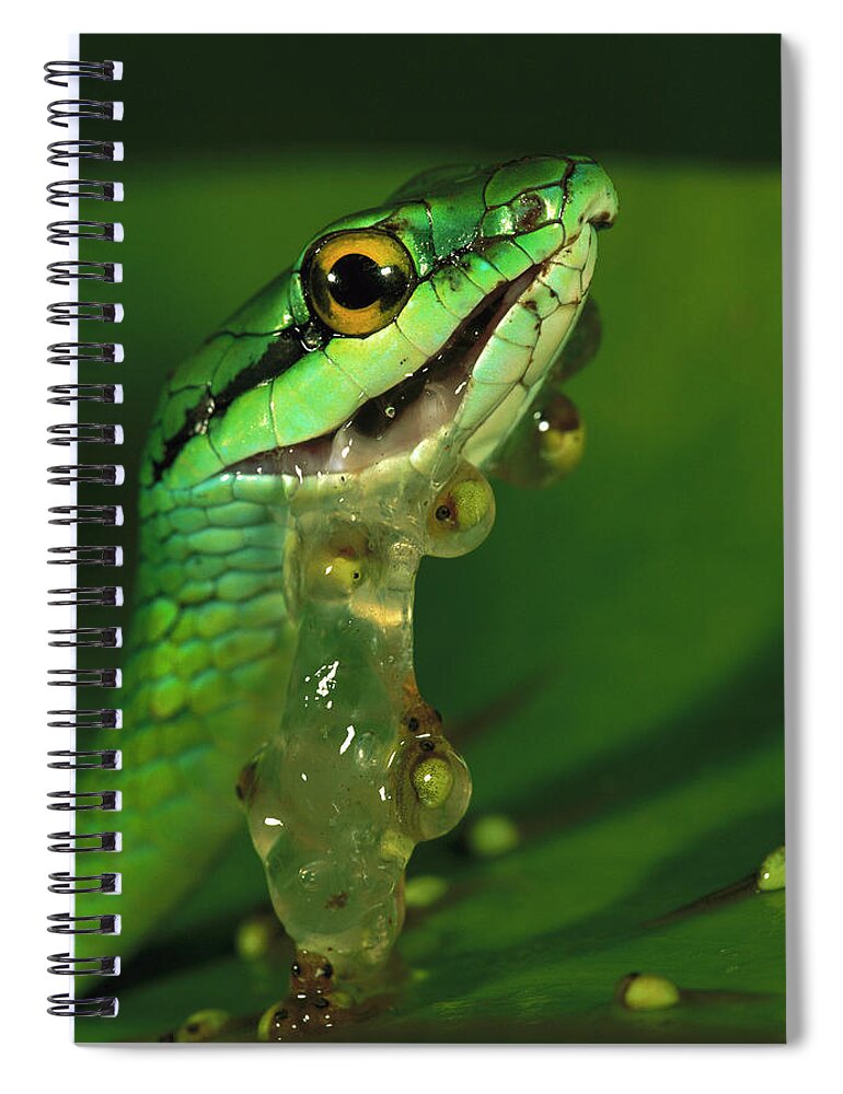 00760055 Spiral Notebook featuring the photograph Parrot Snake Eating Frog Eggs by Christian Ziegler