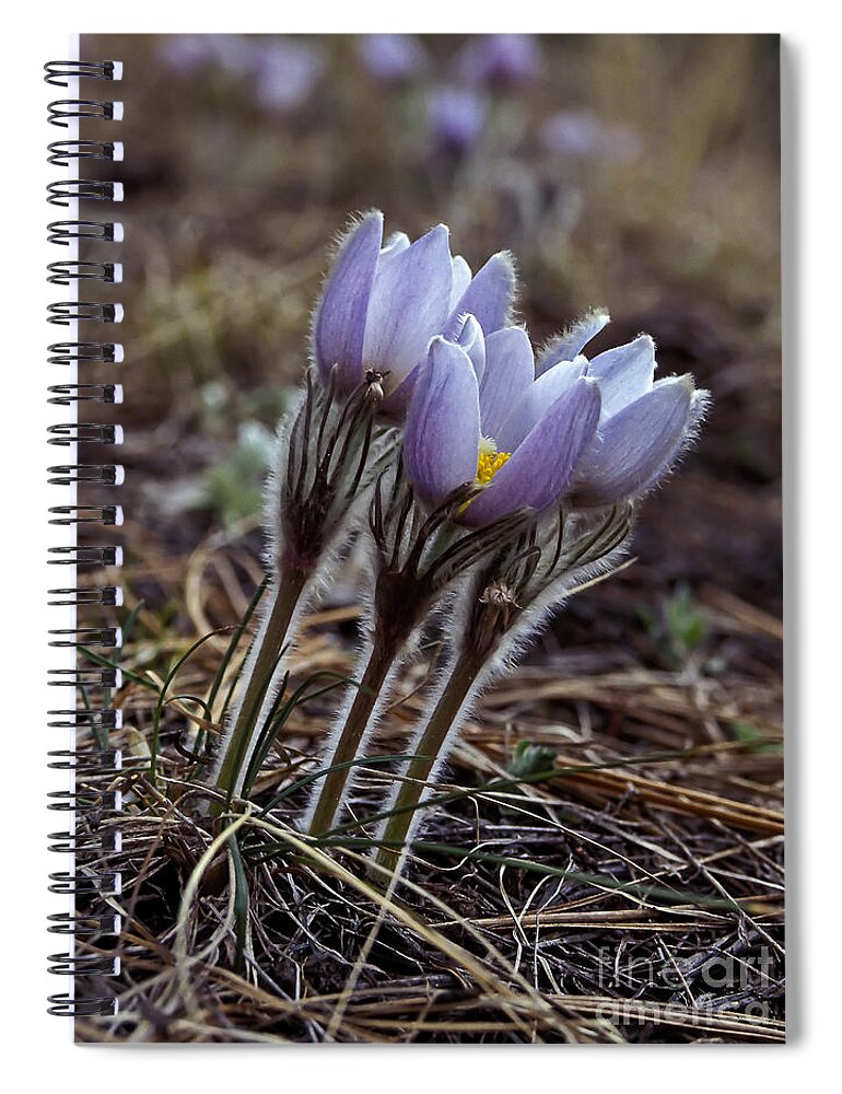 Flowers Spiral Notebook featuring the photograph Pasque flower by Steven Ralser