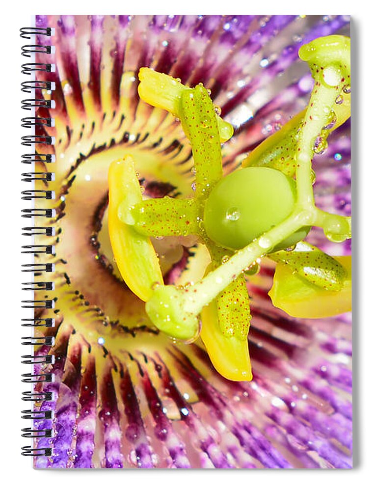 Passiflora Spiral Notebook featuring the photograph Passiflora The Passion Flower by Olga Hamilton