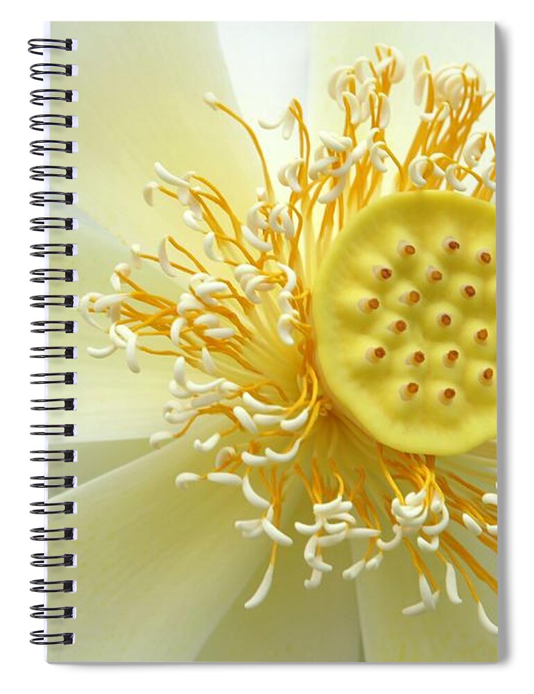 Flower Spiral Notebook featuring the photograph Pastel Lotus by Sabrina L Ryan