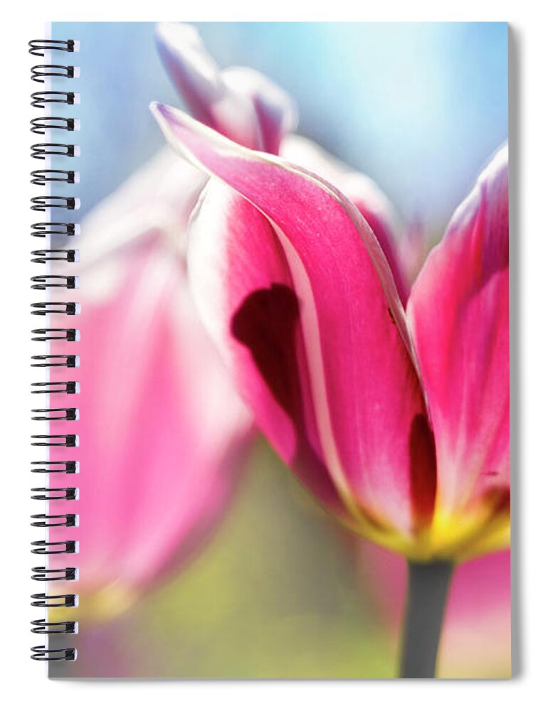 Saturated Color Spiral Notebook featuring the photograph Pastel Tulips Photographic Artwork by Ricardoreitmeyer