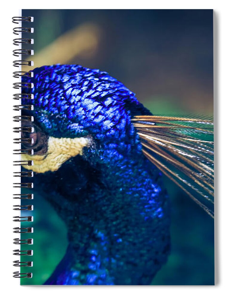 Peacock Indian Blue Spiral Notebook featuring the photograph Pavo cristatus - Indian Blue Peacock - Maui Hawaii by Sharon Mau