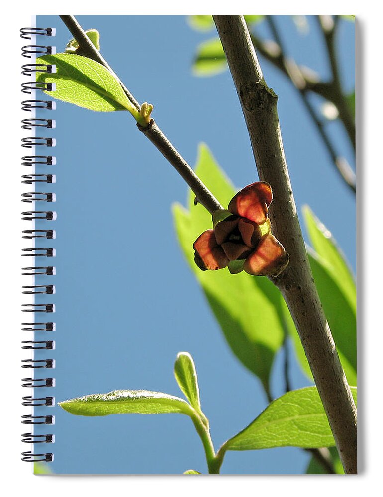 Nature Spiral Notebook featuring the photograph Pawpaw Blossom by Peggy Urban