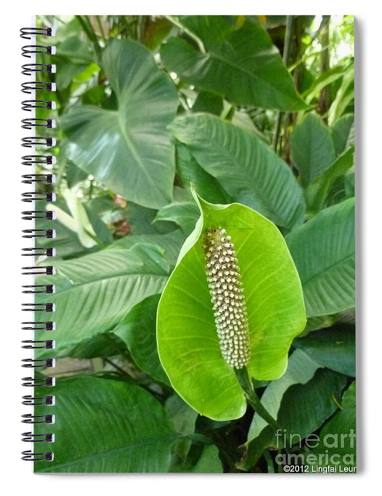 Foliage Spiral Notebook featuring the photograph Peace Lily by Lingfai Leung