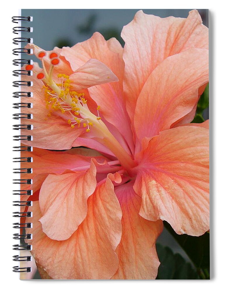 Flower Macro Spiral Notebook featuring the photograph Peach and Cream by Lingfai Leung