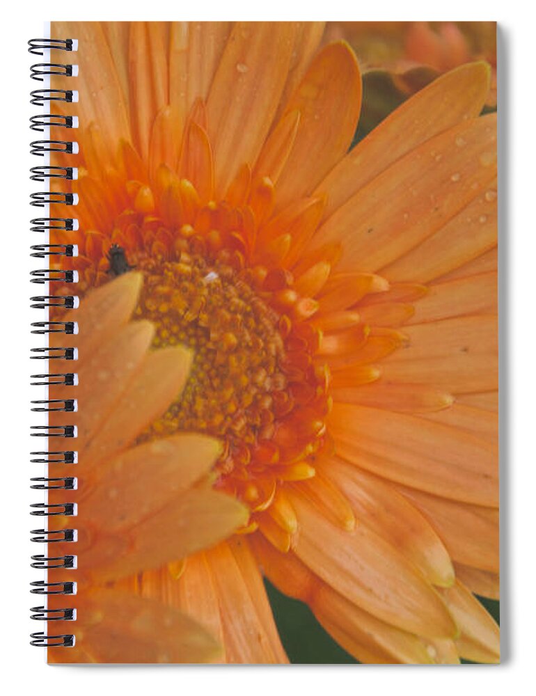 Peach Daisy Spiral Notebook featuring the photograph Peach Daisy Cluster by William Norton