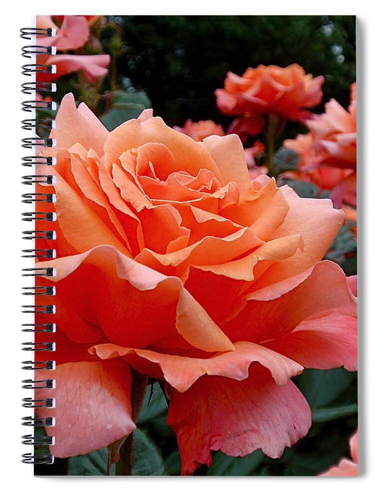 Roses Spiral Notebook featuring the photograph Peach Roses by Rona Black