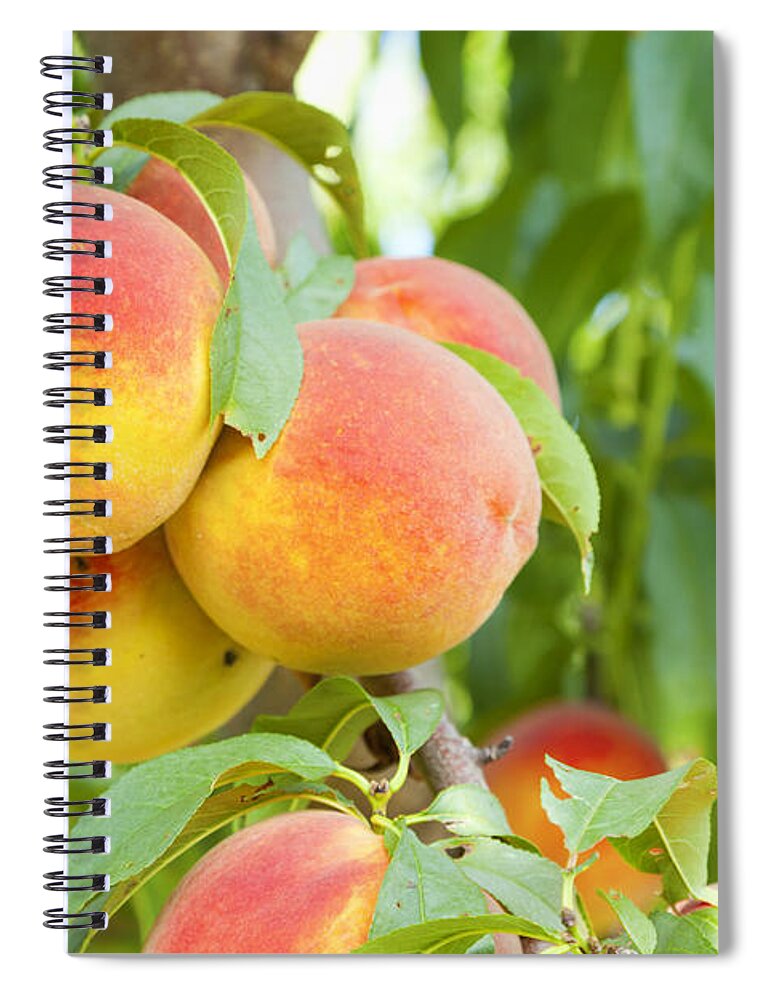 Peaches Spiral Notebook featuring the photograph Peaches by Alexey Stiop