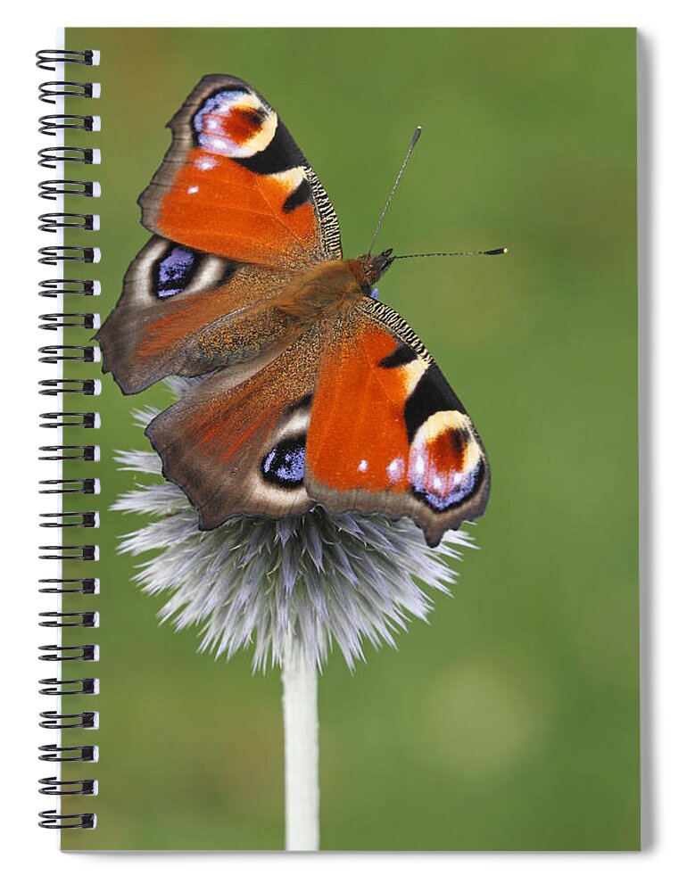 Silvia Reiche Spiral Notebook featuring the photograph Peacock Butterfly Netherlands by Silvia Reiche