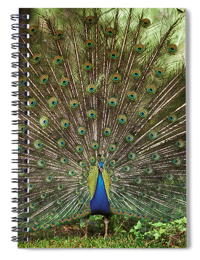 Animal Spiral Notebook featuring the photograph Peacock Pavo Cristatus Displaying by Ron Sanford