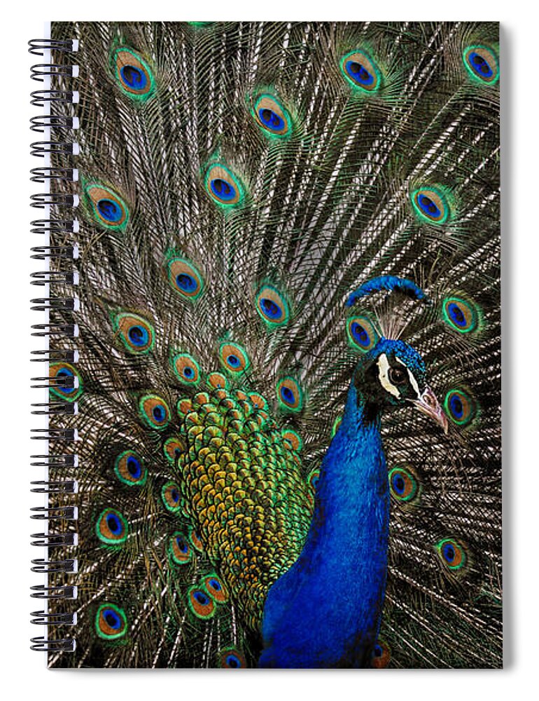 Peacocks Spiral Notebook featuring the photograph Peacock Profile by Elaine Malott
