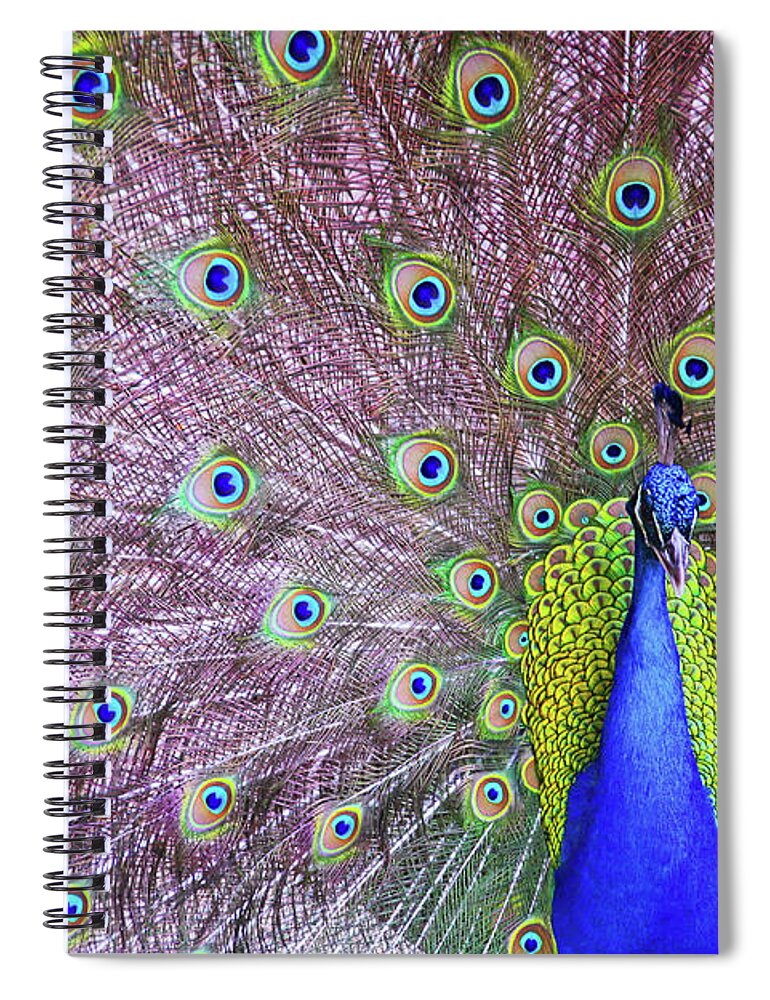 Animal Themes Spiral Notebook featuring the photograph Peacock Showing Off His Feathers by Daniela Duncan